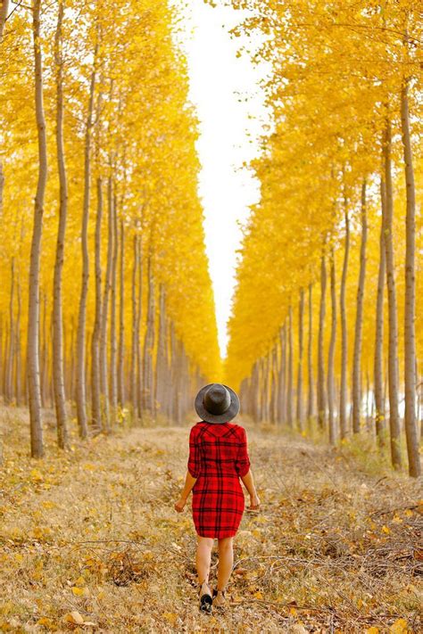 autumn falls solo|Last Chance to See the Autumn Colors of the Boardman Tree .